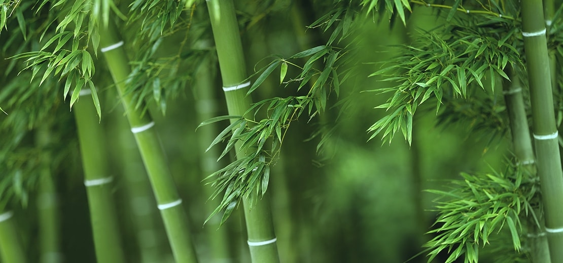 A picture of growing bamboo