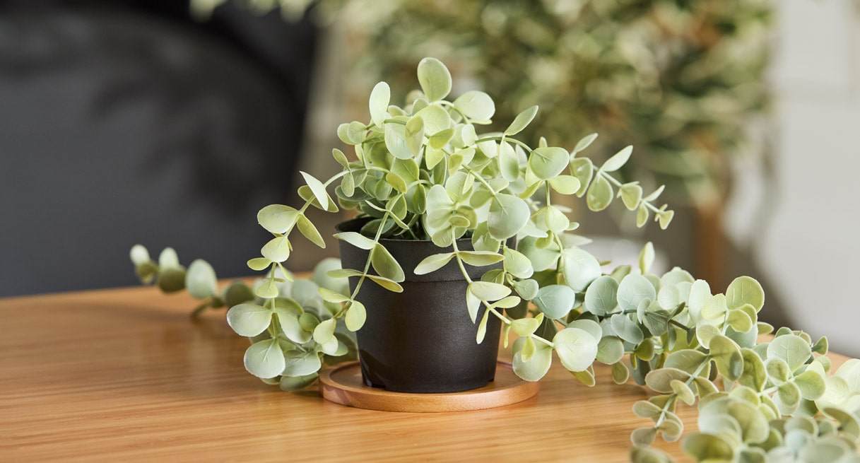 A beautiful planter displayed on a Bamboo Coaster
