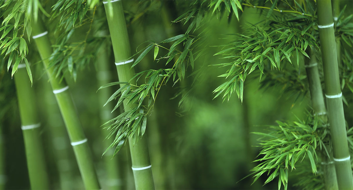 A close-up of bamboo reeds
